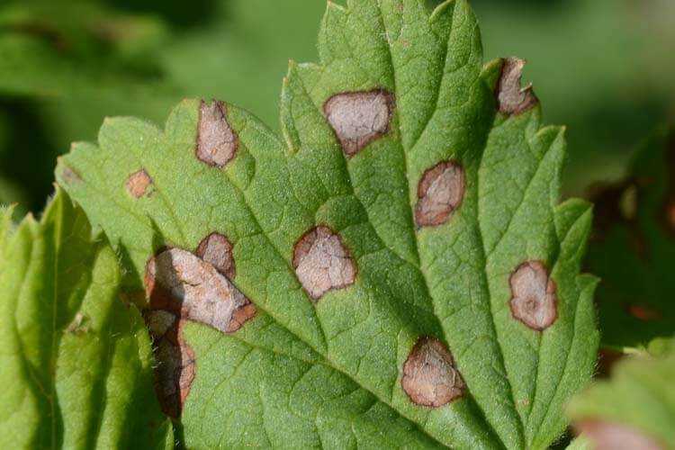 White leaf spot or septoria in raspberries: How to recognize and treat it effectively