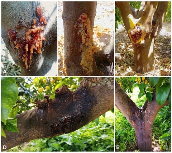 Damage caused by Gummosis in Lemon Trees