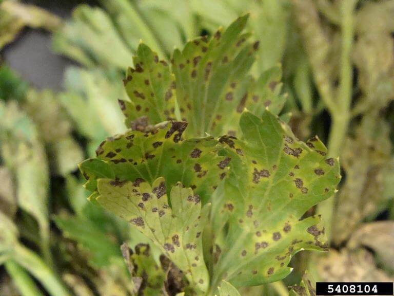 Septoria: Symptoms and Damage in Celery