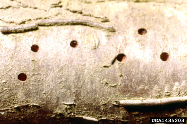 Borers: Symptoms and Damage in Apricots