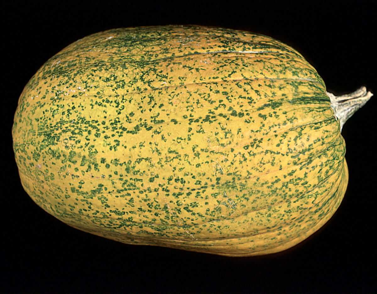 Virus del mosaico del pepino en Calabaza: Cómo se reconoce y se trata eficazmente