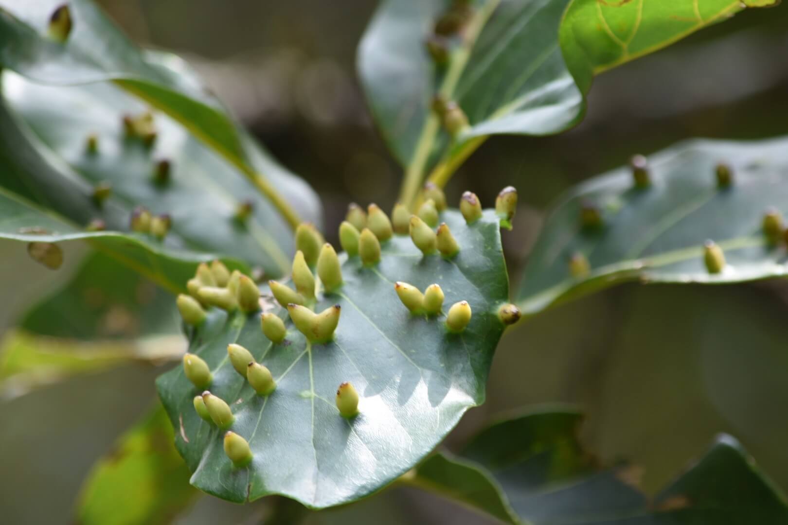 Galha da raiz do abacate: sintomas e danos no abacate