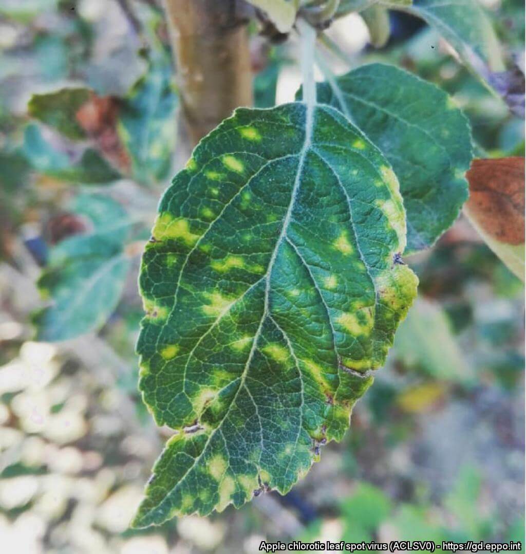 Virus du sillonnement des tiges des fruits à pépins | idMicrobe