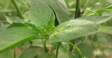 Pulgón en pimiento | idMicrobe