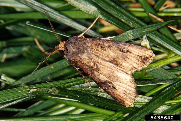 Gusano gris o gusano cortador: Síntomas y daños en Zanahoria