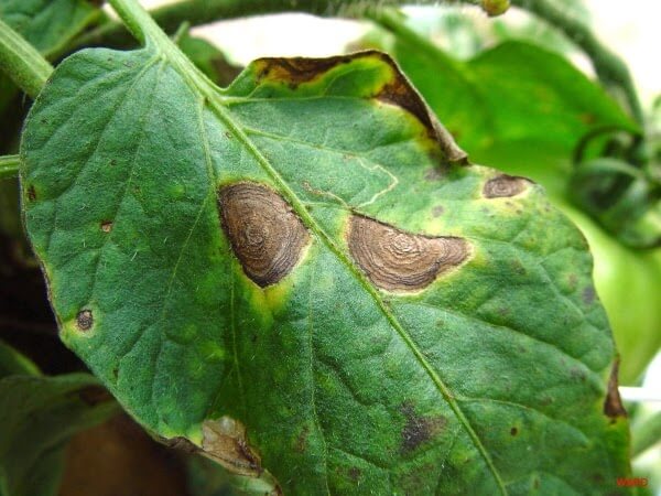 Tizón temprano: qué es, cómo se origina y cómo eliminar de forma efectiva