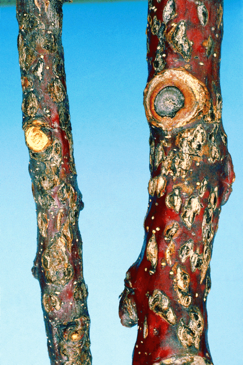 Tourinho em árvores frutíferas de pomóideas | idMicrobe