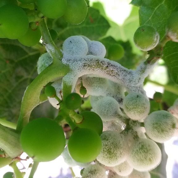 Fruit affected by downy mildew with spots and damaged areas
