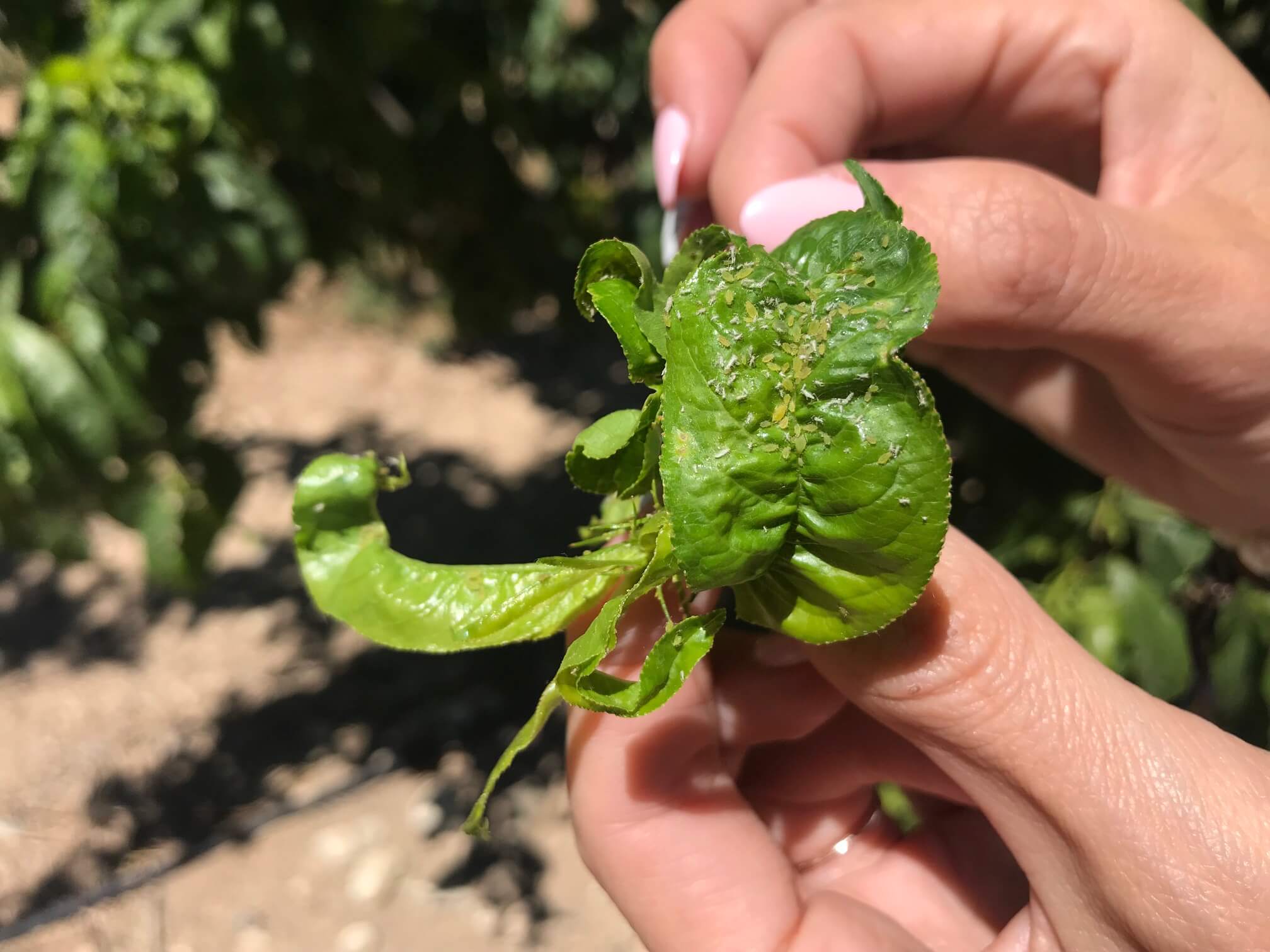 Aphids: what they are, how they originate, and how to eliminate them effectively