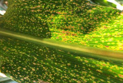 Daños causados por Mancha foliar por curvularia en Maíz