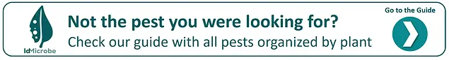 Professional and homemade treatments to eliminate plant pests - IdMicrobe