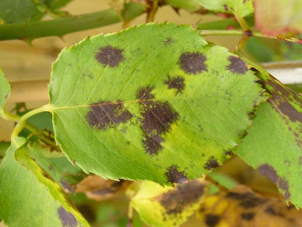 Tache noire sur les rosiers : symptômes et dégâts