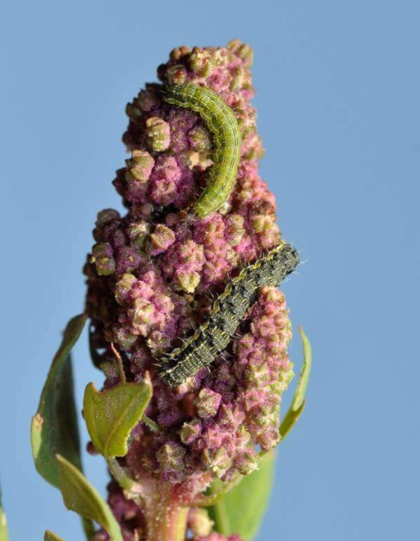 Ver des maïs dans le quinoa | idMicrobe