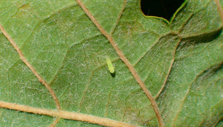 Chichcarritas o cicadelidos en vid | idMicrobe