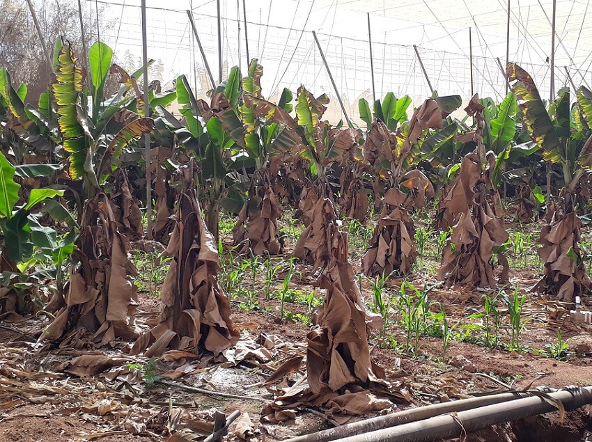 Cómo reconocer y combatir mal de panamá o fusariosis en platanera