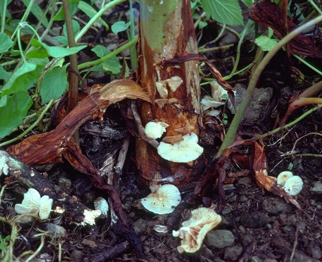 Bordure blanche sur le maïs | idMicrobe