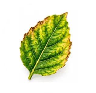 Deficiencias nutricionales