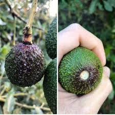 Anelamento do caule do abacate: como reconhecer e tratar com eficácia