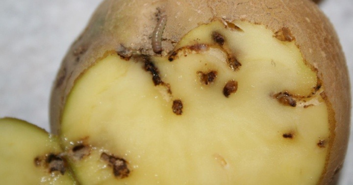 Traça da batata ou traça da batata da Guatemala | idMicrobe