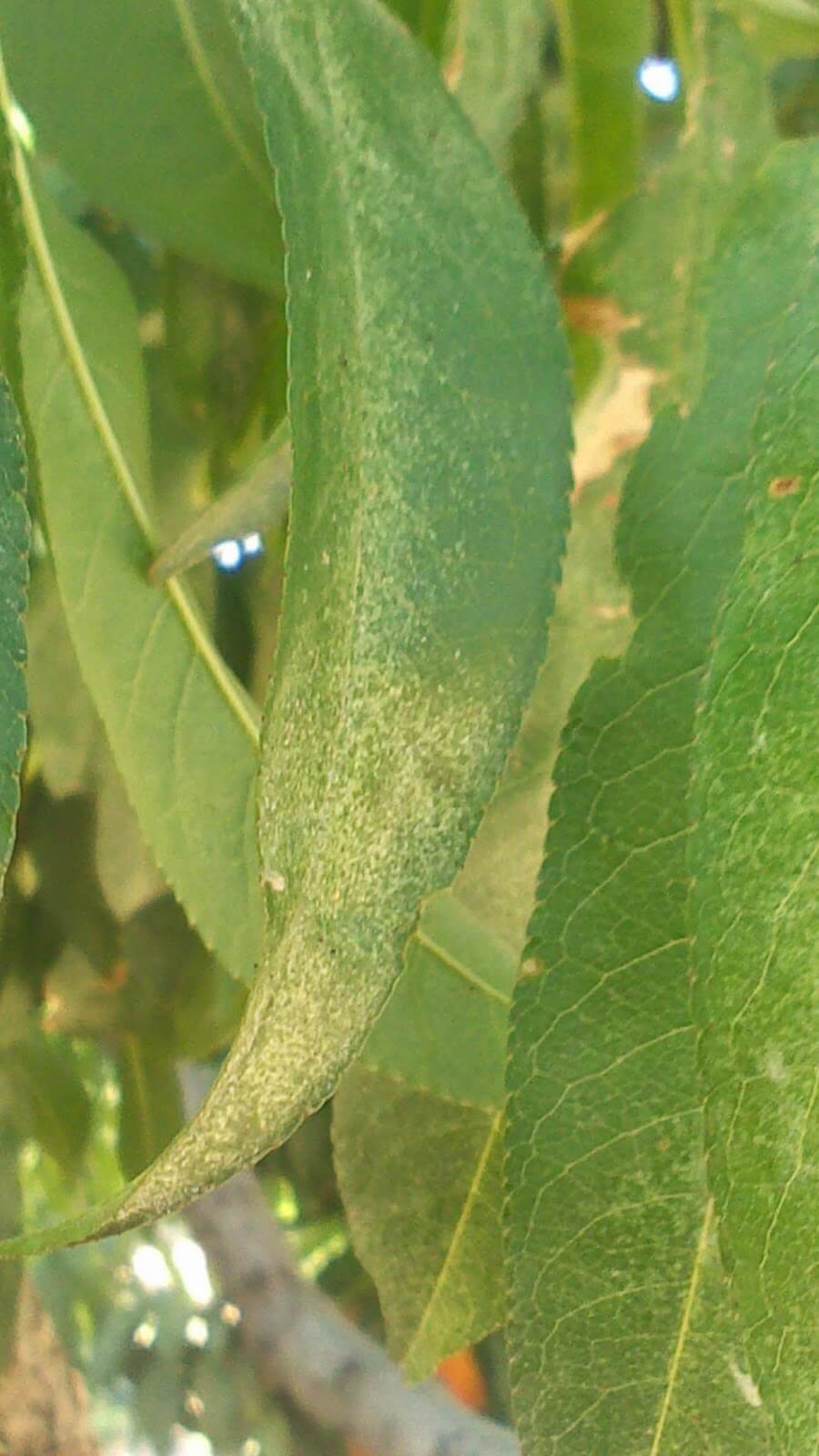 Como reconhecer e combater ácaros vermelhos em pêssegos, nectarinas ou niacina