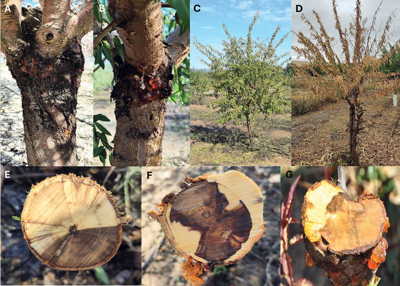 Almond tree decline | idMicrobe