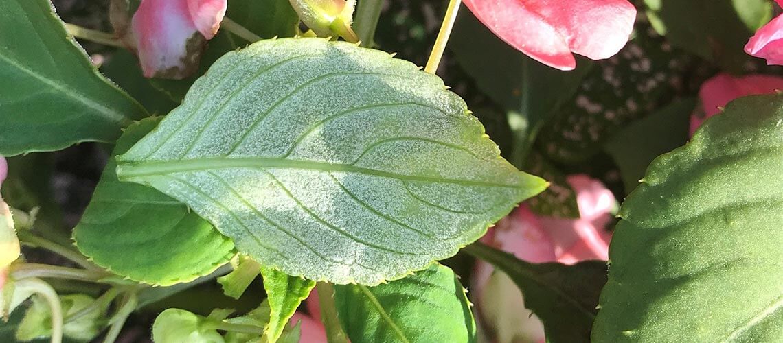 Mildiu: Síntomas y daños en Plantas decorativas de jardín y/o interior
