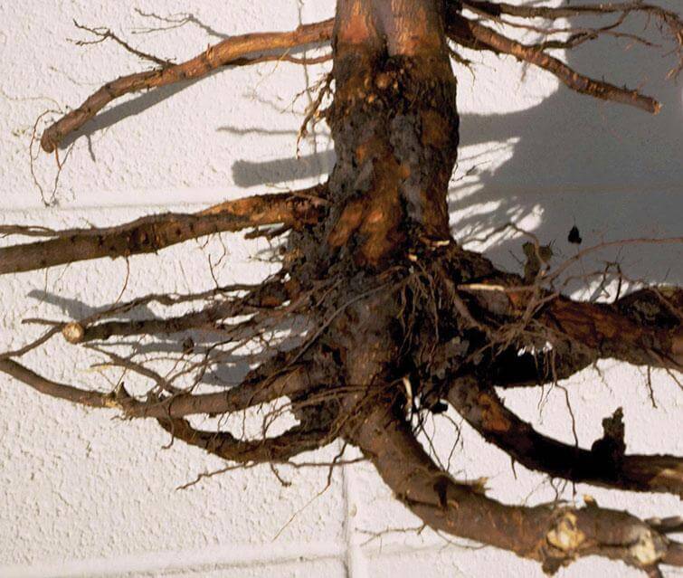 Virus de la mosaïque des arbres fruitiers à pépins | idMicrobe