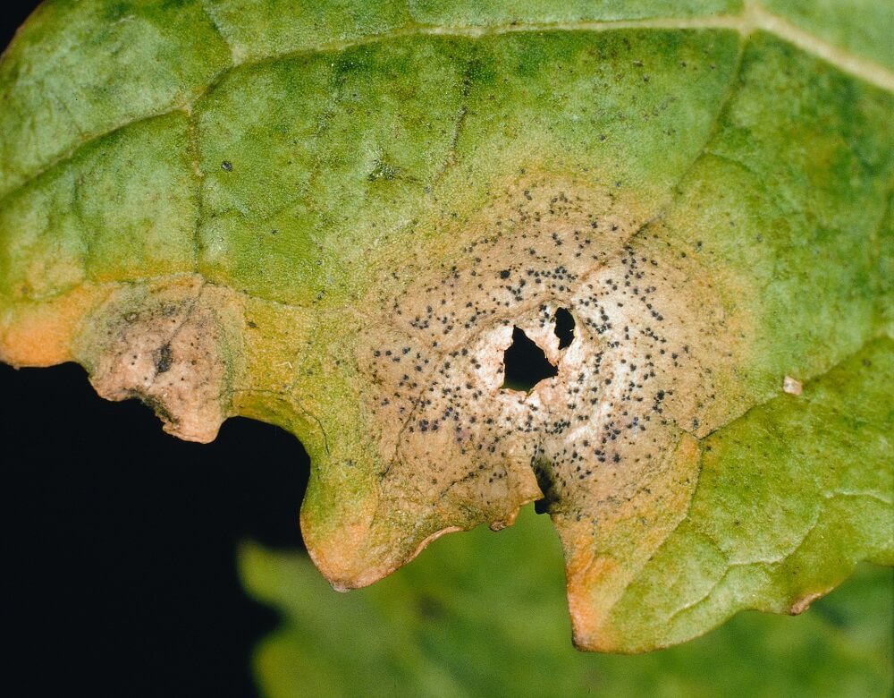 Black leaf spot on figs: How to recognize and treat them effectively