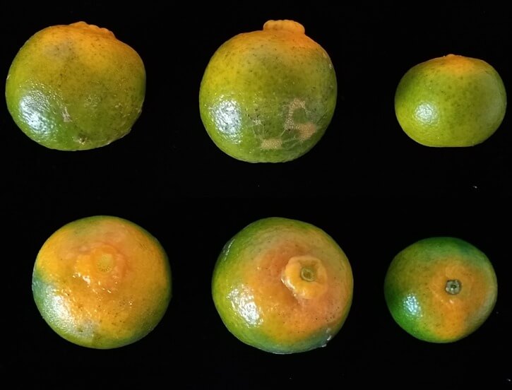 Huanglongbing (HLB), Enverdecimiento de los cítricos o dragón amarillo: Síntomas y daños en Limonero
