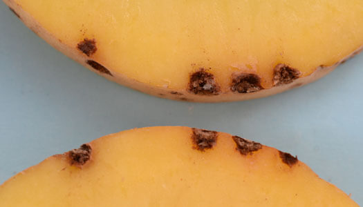 Costra negra, sarna negra o viruela de la patata en Patata: Cómo se reconoce y se trata eficazmente