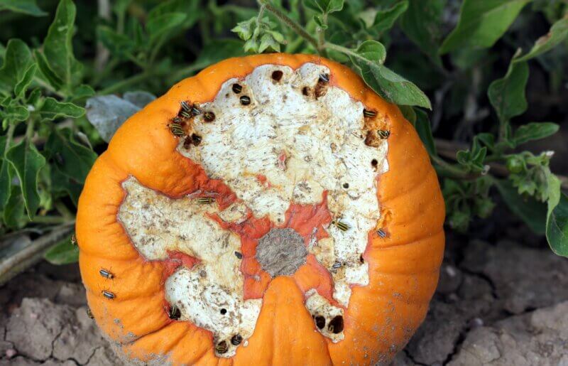 Fruit damaged by beetles with holes and bites on the surface
