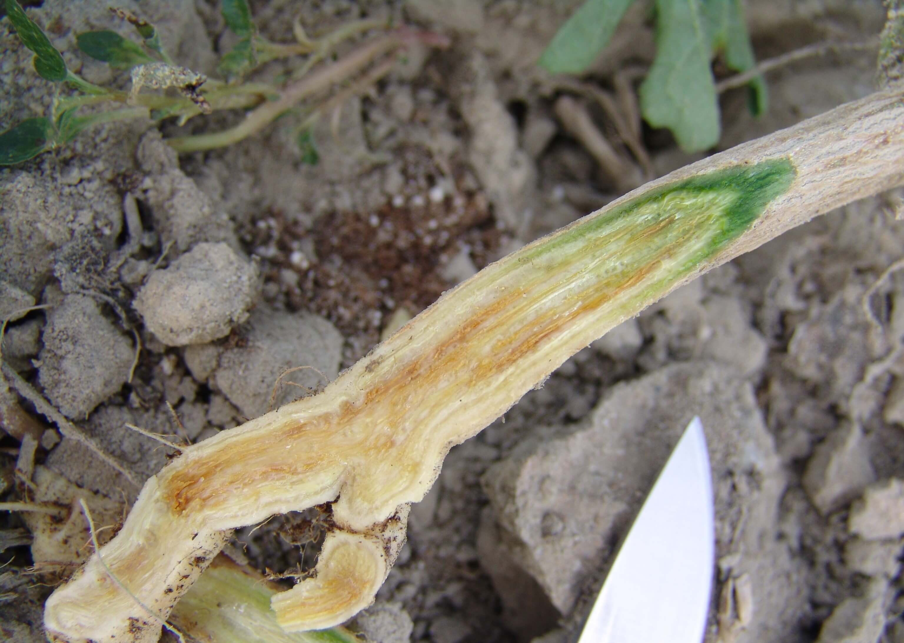 Fusariosis en cucurbitáceas de piel comestible | idMicrobe