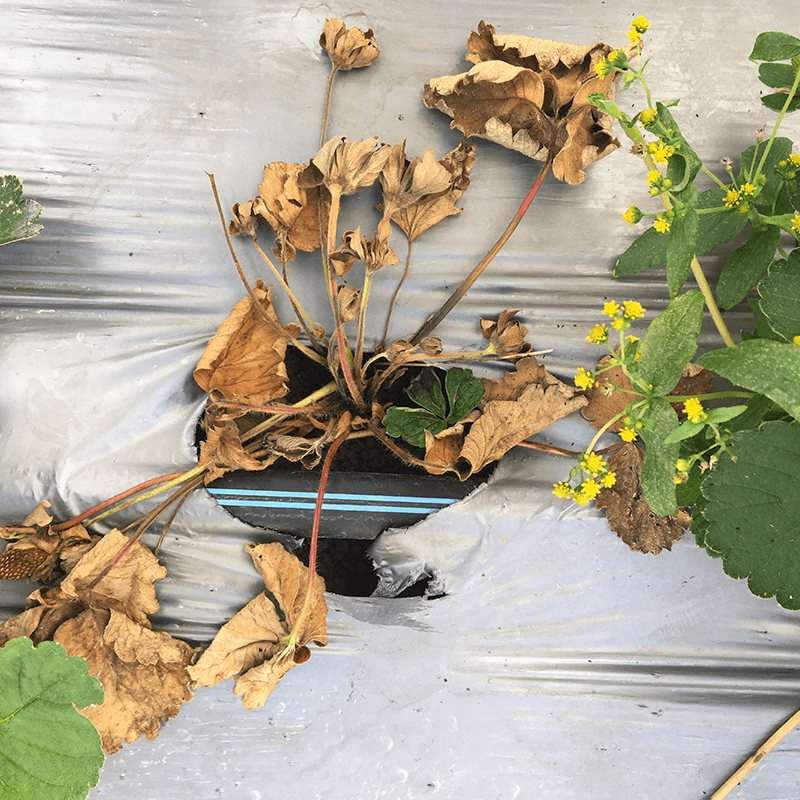 Cómo reconocer y combatir la podredumbre de la corona causada por Phytophthora cactorum en fresa