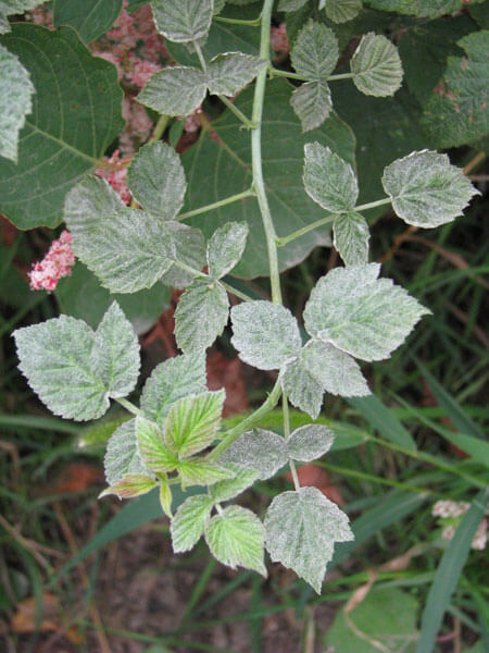 Oídio en frambuesa | idMicrobe