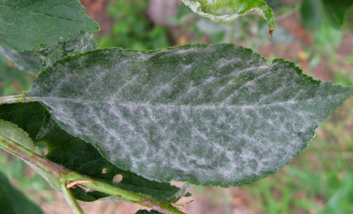 Comment reconnaître et combattre l'oïdium sur les cerisiers