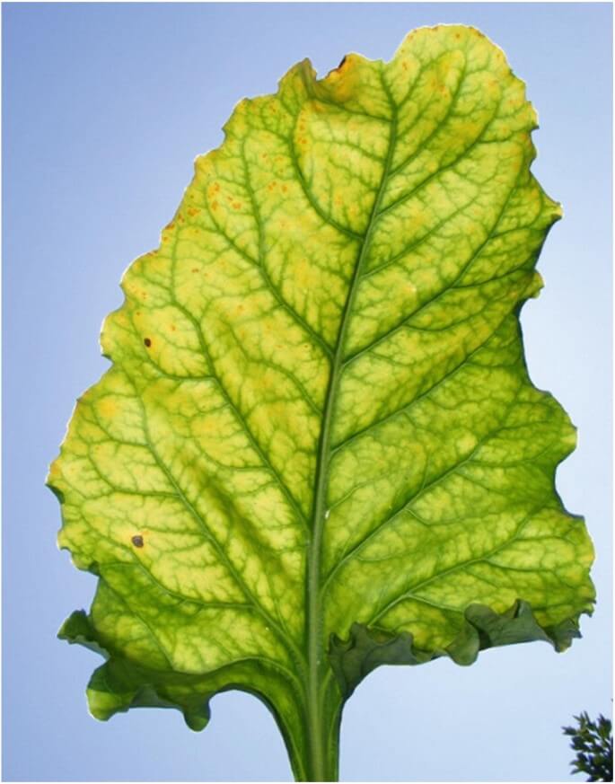 Beet yellows virus in table beets: How to recognize and treat it effectively