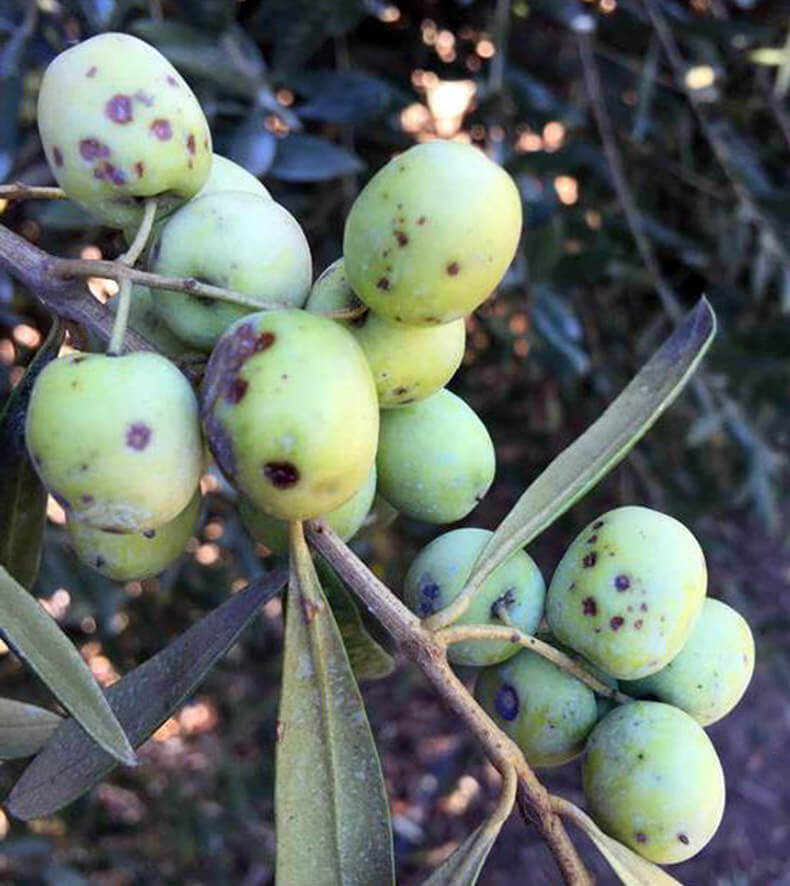 Lepra da oliveira: como reconhecê-la e tratá-la eficazmente