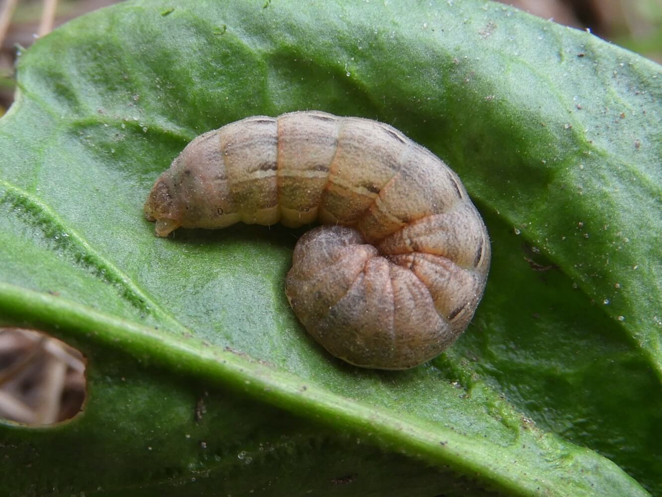 Heliothis in Tomatoes: How to Recognize and Treat It Effectively