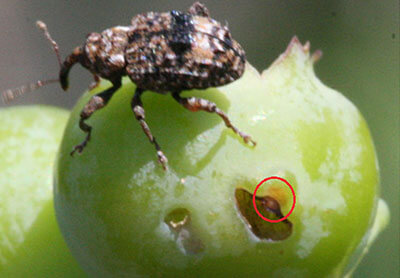 Blueberry weevil | idMicrobe