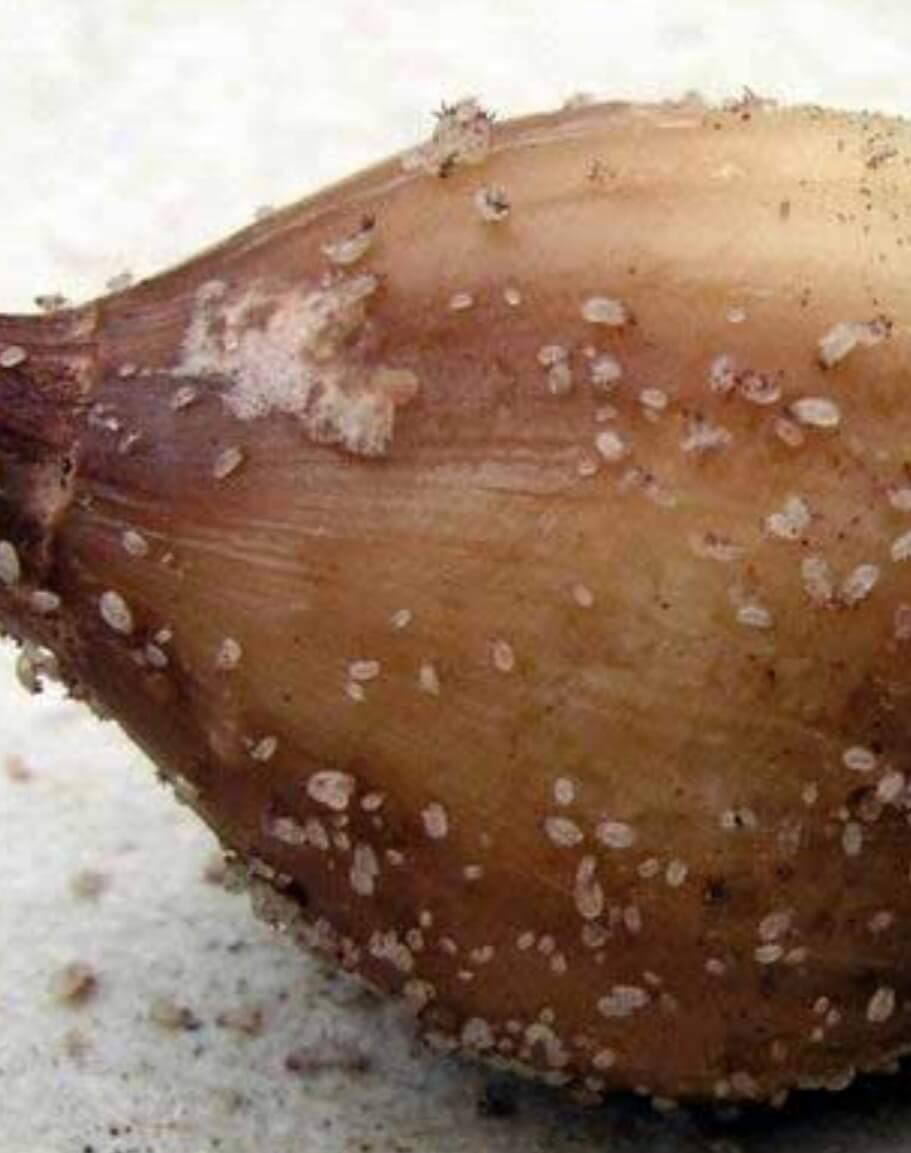 Bulb mite: what it is, how it originates, and how to eliminate it effectively