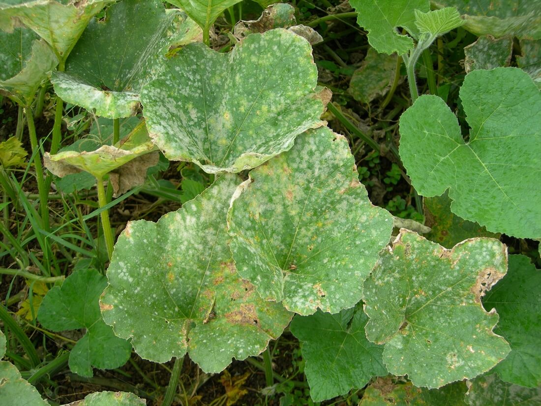 Powdery mildew on edible-skinned cucurbits | idMicrobe