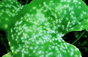 How to recognize and combat powdery mildew in watermelon