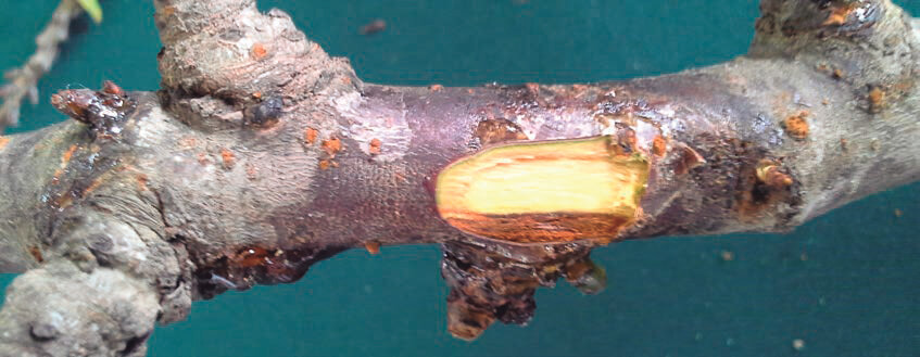 Chancre bactérien sur poiriers | idMicrobe