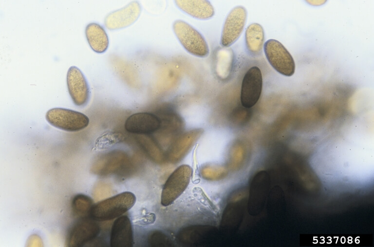 Dégâts causés par le bouclier d'olivier à Olivo