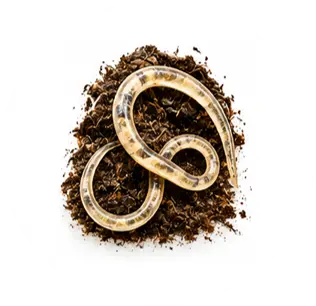Nematodos