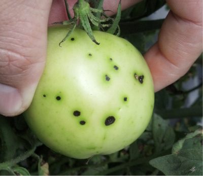 Cómo reconocer y combatir las bacteriosis en los frutos