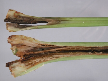 Podredumbre blanda: Síntomas y daños en Apio