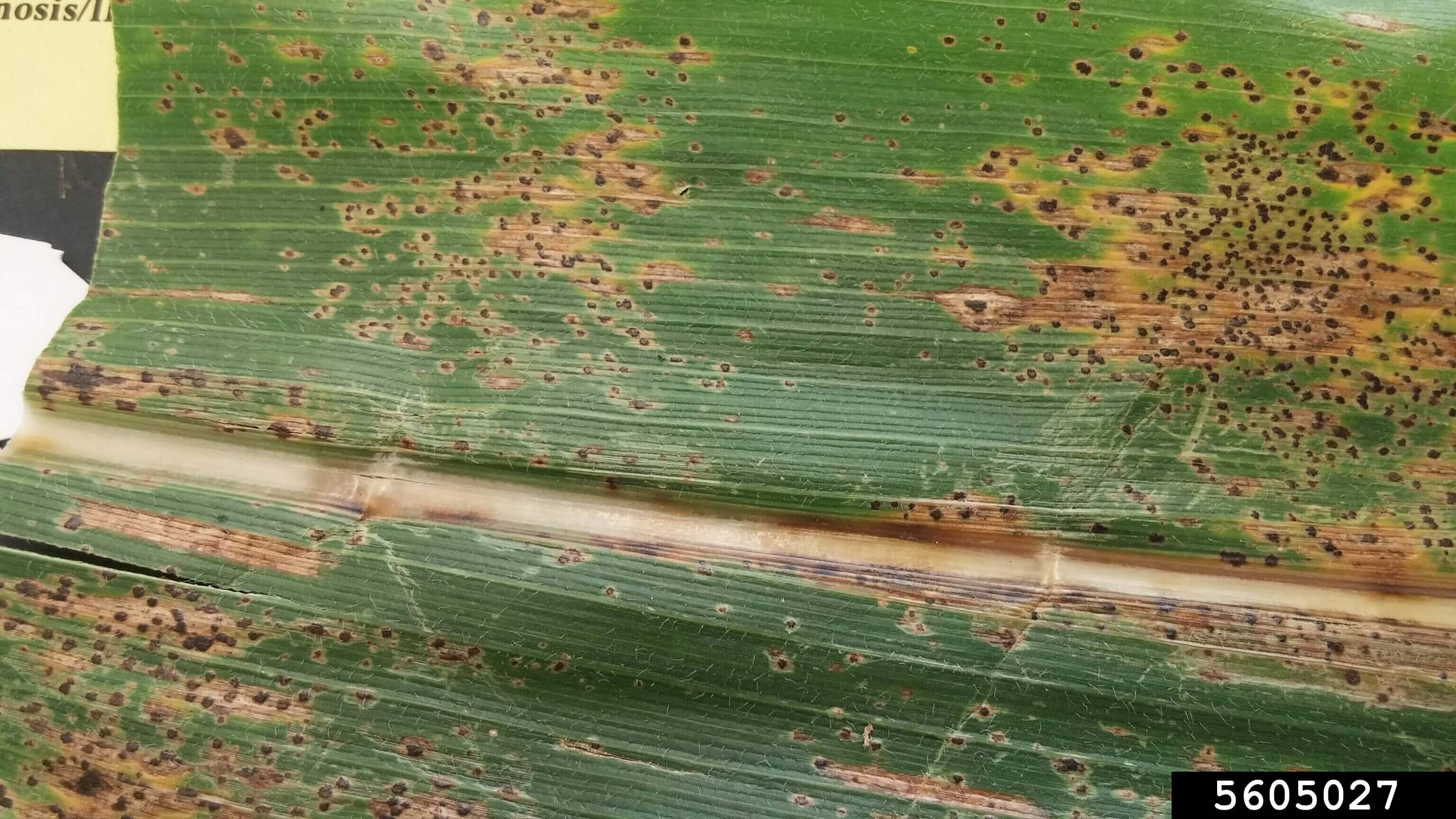 Cómo reconocer y combatir mancha de asfalto en maíz