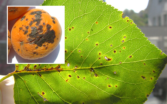 Danos causados por mancha bacteriana em damasco