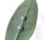 Ninfa de la psila del olivo Euphyllura olivina